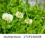 Trifolium repens close-up with white flowers in early summer