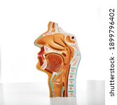 Small photo of Anatomical sagittal model of nasal cavity, oral cavity, larynx and pharynx for medical and biological education. Close-up, isolated on white