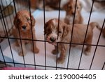 Small photo of Healthy litter of 5 weeks old cockapoo puppies in golden colour. Puppies at the breeder's pen. Beautifully coated like a teddy bear.