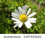 field chamomile is widely used... | Shutterstock . vector #1547532632