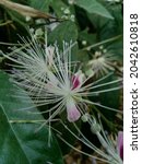 Small photo of The Capparaceae or Capparidaceae, commonly known as the caper family, are a family of plants in the order Brassicales. As currently circumscribed, the family contains 33 genera and about 700 species