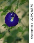 Small photo of Eurocarpum (Also called ternatea tourn, telang, Clitoria ternatea, Asian pigeonwings, bluebellvine, blue pea, butterfly pea, cordofan pea, Darwin pea) The flower often used herbal drink