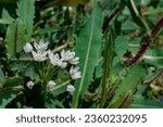 Small photo of Cypress Spurge (Euphorbia cyparissias) leaves and flowers