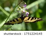 A Western Tiger Swallowtail...