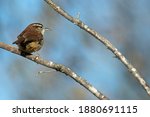 Small photo of Carolina Wern perched on a tree branch