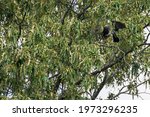 Mississippi Kite Perched In A...