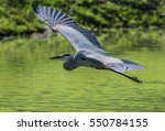 Great Blue Heron Flying Over...