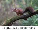 Squirrel Sitting On A Branche