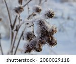 Small photo of Dry prickly burdock in winter against a background of white fluffy snow. Thistle, agrimony, burdock, thorn. Snow-covered thorns of burdock. Burdock large (Arctium lappa).