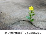 Yellow Flower Growing On Crack...