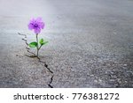 Purple Flower Growing On Crack...