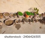 Small photo of Spinach plant growing out from the clay pot. Jasmine plant growing out from the clay pot. Home gardening. Agricultural concept. Plants are growing in clay pots. Many clay pots are placed on the roof