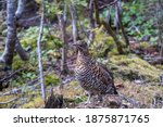 View of a female Canada grouse (Falcipennis canadensis) in the Gaspésie national park, Canada