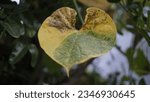 Small photo of senescence of a leaf of a climber plant