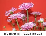 Pink small chrysanthemums with...