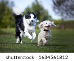 Small photo of Miniature Poodle playing with working sheep dog border collie. Jumping, running and being happy playing fetch.