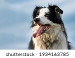 Small photo of Handsome Border Collie sheep dog - Close up headshot against blue sky