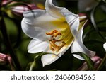 Small photo of Lilium regale, called the regal, royal, king's , or, in New Zealand, the Christmas lily, is a species of flowering plant in the family Liliaceae, with trumpet-shaped