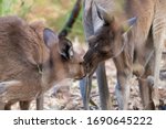 Couple of western grey kangaroos showing affection and love to each other. Male and female. Yanchep national park, Western Australia WA, Australia