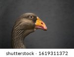 Portrait Of A Greylag Goose...