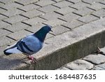 Rock pigeon in the street...