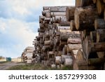 Rows of piled of logs , waiting to be processed, at a local rural lumber mill, made into lumber for construction.