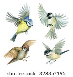 Flying birds set. Watercolor birds - sparrow, titmouse and chickadee. Hand painted illustration isolated on white background