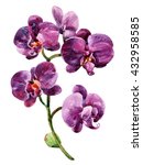 Watercolor Purple Orchid...
