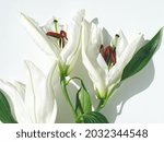 Macro Of White Lily Flower On...