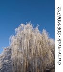Frozen Willow Tree Branches On...