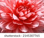Macro Of Pink Dahlia Flower....
