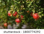 Red Ripe Pomegranate Fruits...