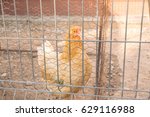 hen behind metal fence