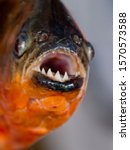 Close Up Of Red Bellied Piranha ...
