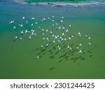 drone shot aerial view top angle bright sunny day beautiful scenery natural river turquoise blue lake avian life wildlife photography swarm of birds flying pink flamingos sanctuary india 