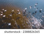 Small photo of drone shot aerial view top angle panoramic photograph of pink greater flamingos foliage wings flying over turquoise blue water lake sea ocean sunset flock birds sanctuary natural scenery wallpaper