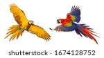 Colorful Macaw Parrots Isolated ...