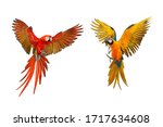 Colorful macaw parrots isolated ...