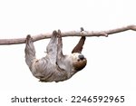 Small photo of Cute two-toed sloth hanging on tree branch isolated on white background.