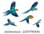 Set of macaw parrots flying...