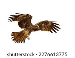 Small photo of Birds of prey Black kite (Milvus migrans) flying isolated on a white background.