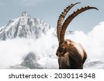Alpine Ibex At Aguille Du Midi