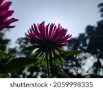 Small photo of Aster is a genus of perennial flowering plants in the family Asteraceae. Its circumscription has been narrowed, and it now encompasses around 180 species