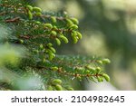 Spruce Tree  Fir  Pinaceae ....