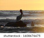 Photograph Of Pelicans On The...