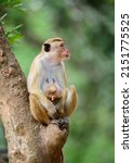 Beautiful Toque Macaque Family...