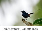 Indian robin male bird perch...