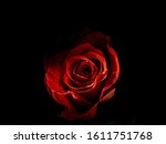 Dark Illuminated Red Rose Petal ...