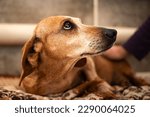 Small photo of Close-up portrait of an old gray-haired dachshund. The dog looks expressively at the person or doctor who touches him.