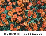 orange zinnia flowers blooming... | Shutterstock . vector #1861112338